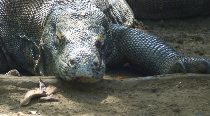 Komodo & Rinca